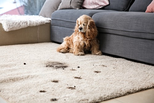 Why Does Carpet Smell Worse After Cleaning?