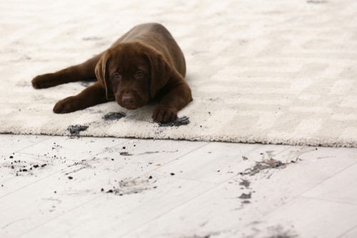 Can Vacuuming Carpet Remove Bacterias?