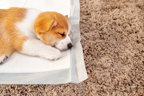 How To Prevent Dog From Peeing At The Carpet