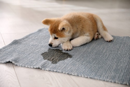 How To Prevent Dog From Peeing At The Carpet
