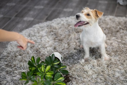 Carpet Cleaning Tips For Homeowners With Pets
