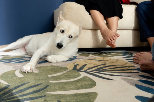 Understanding the Common Causes of Carpet Odors